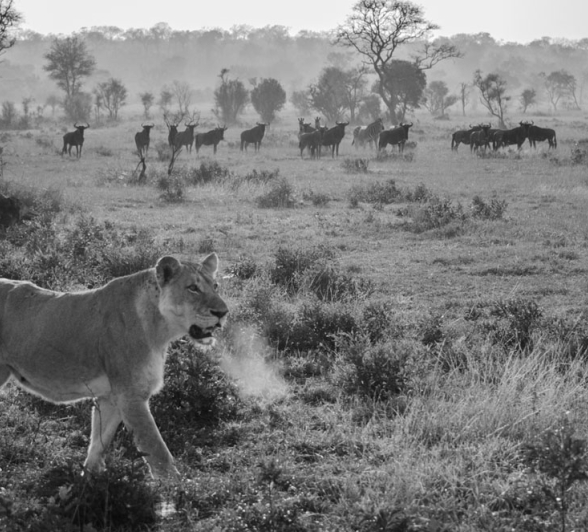 Lioness Blog4 Steve Lioness Blog4 Steve