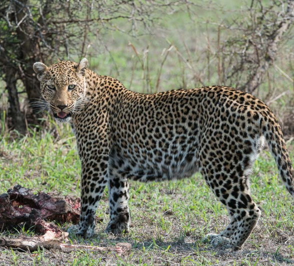 20Terry Ennever Ww Hyenas17 20Terry Ennever Ww Hyenas17