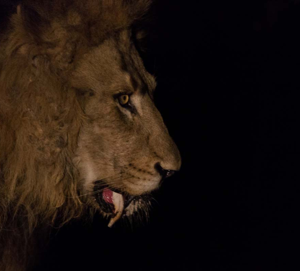 06Pravir Patel Lion01 06Pravir Patel Lion01