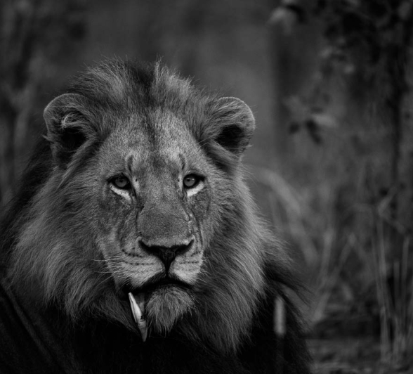 10Mike Palmer Lion 210516 1 10Mike Palmer Lion 210516 1