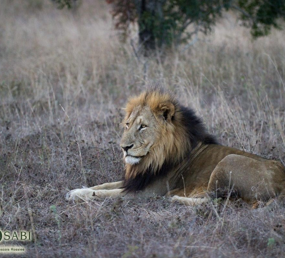 30Franscois Rosslee Charleston Final