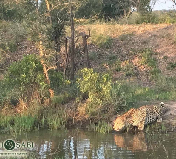 16Rod Wyndham WD Male Final 16Rod Wyndham WD Male Final