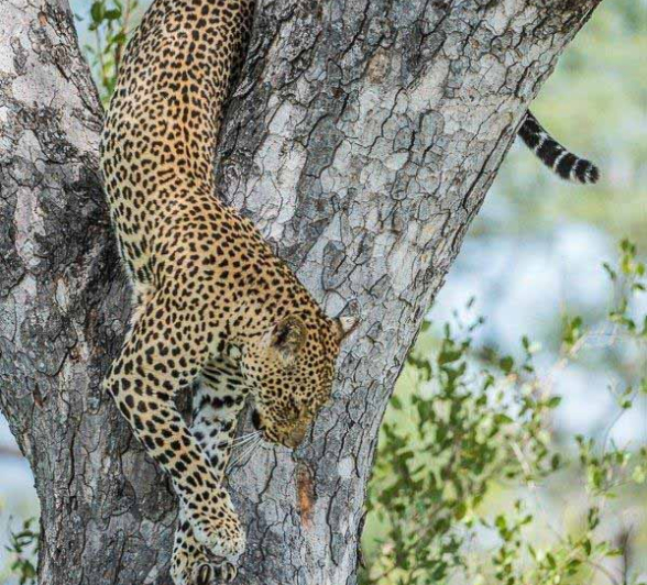 43Terry Ennever Msuthu 27218 2 Final