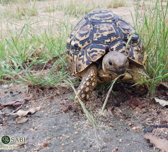 05Lee Swart Tortoise 20180406 Final 05Lee Swart Tortoise 20180406 Final
