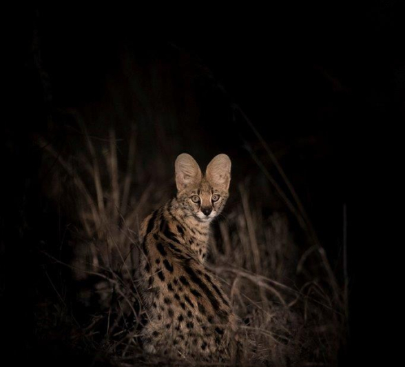 05Francois Malan Young Serval 20181029 2 Of 3 Final 05Francois Malan Young Serval 20181029 2 Of 3 Final