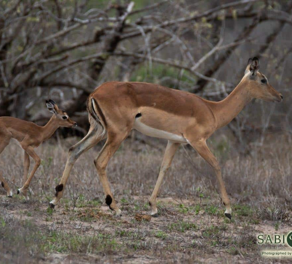 01Kevin Van Der Linde Baby Impala 12112018 Final 01Kevin Van Der Linde Baby Impala 12112018 Final