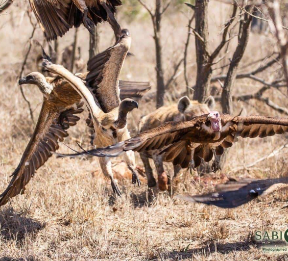 11Frederik Aucamp Hyena And Vultures 08 11 2018 1 Final 11Frederik Aucamp Hyena And Vultures 08 11 2018 1 Final