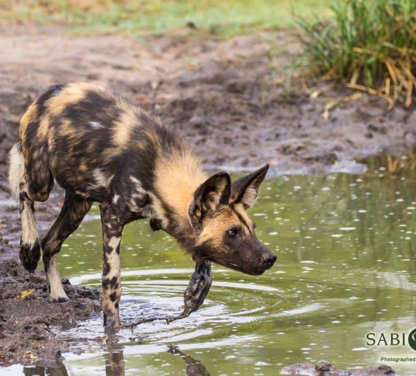30Kevan Dobbie Wild Dog 041218 4 Final