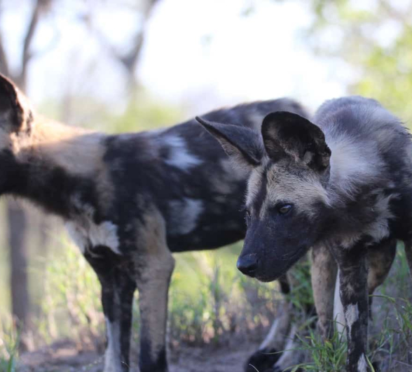 11 Louise Murray Wild Dogs 05012019 3 11 Louise Murray Wild Dogs 05012019 3
