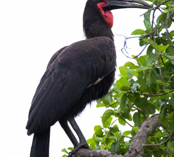 08Louise Murray Southern Ground Hornbill 04022019 Final 08Louise Murray Southern Ground Hornbill 04022019 Final