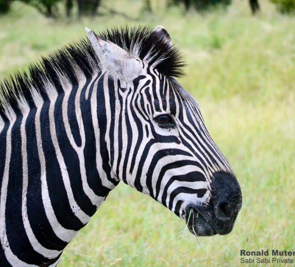 39Ronald Mutero Zebra 12022020 11 Final