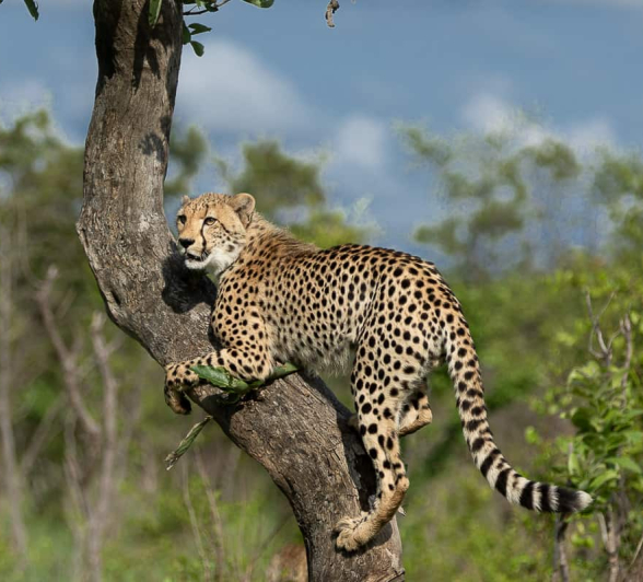 44 Tyron Van Der Walt Cheetah 271220 1 44 Tyron Van Der Walt Cheetah 271220 1