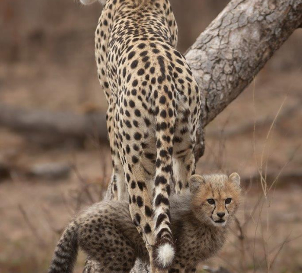 A05Tyron Van Der Walt Cheetah Cubs 290921 Portrait Final