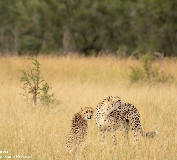 A04andries Cheetah 080422 5 Final A04andries Cheetah 080422 5 Final