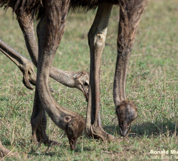 A08ronald Mutero Ostrich 14042022  5 Final