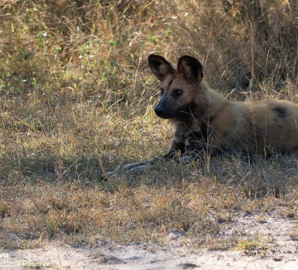B03andries Wilddogs Blog 2 Final B03andries Wilddogs Blog 2 Final