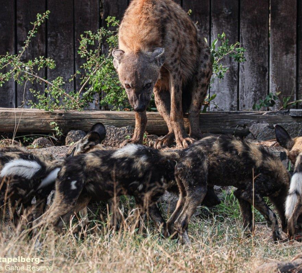 A41Coenraad Stapelberg Hyena And Wild Dogs 131022 1 Final A41Coenraad Stapelberg Hyena And Wild Dogs 131022 1 Final