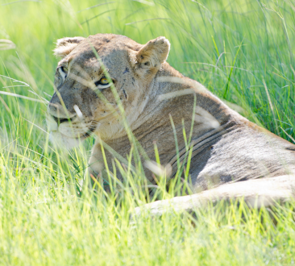 Southern Pride Lioness