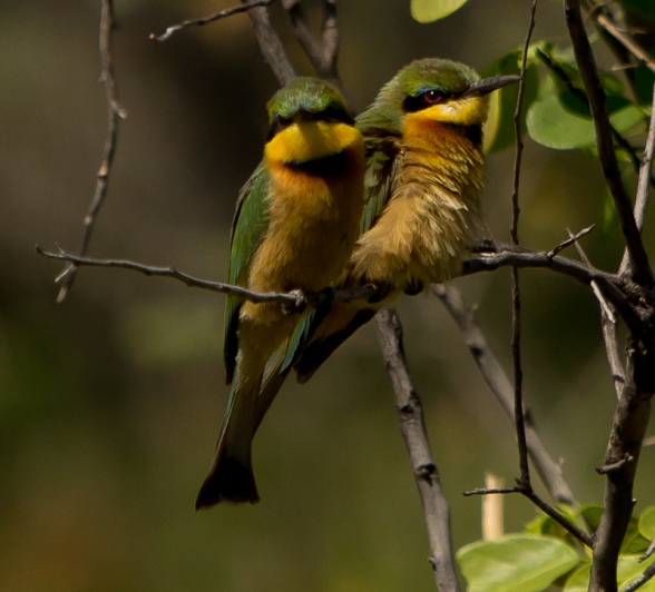 Little Bee Eaters Little Bee Eaters