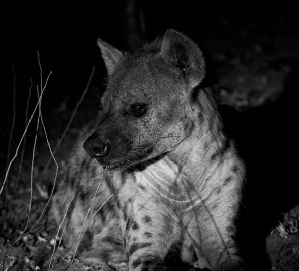 Hyena BW Hyena BW