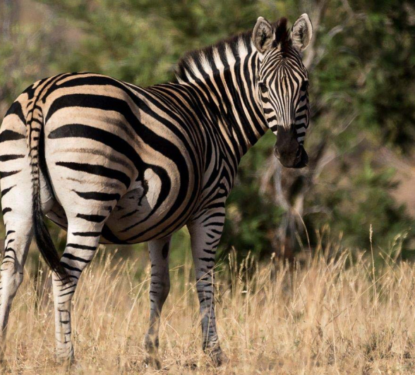 16Sheldon Hooper Zebra Colour 16Sheldon Hooper Zebra Colour