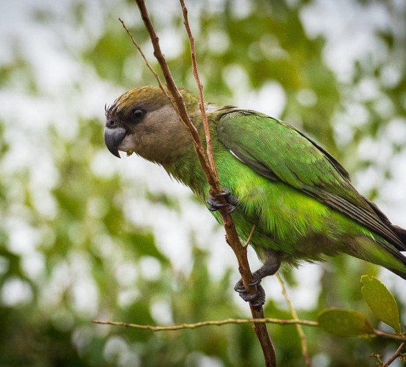 12Terry Ennever Brown Headed Parrot 12Terry Ennever Brown Headed Parrot