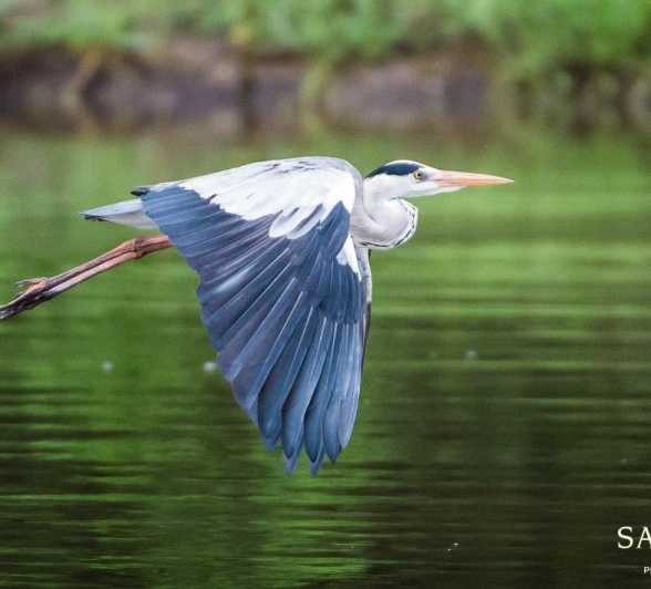 04Terry Ennever Grey Heron Final 04Terry Ennever Grey Heron Final
