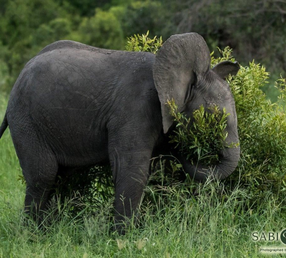 18Sheldon Hooper Play 19 01 17 3 Final