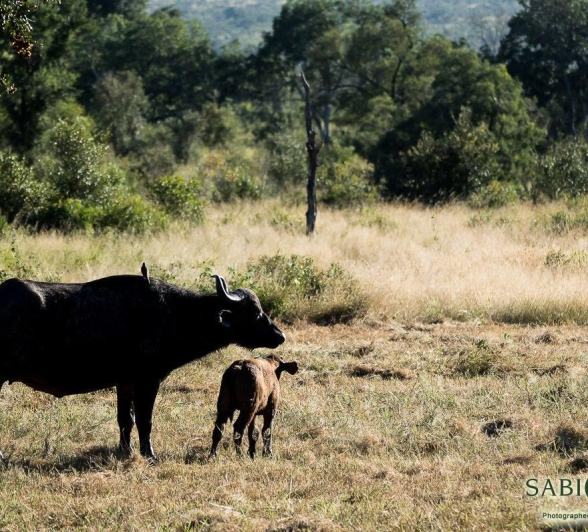 02Sheldon Hooper Buffalo 13 04 17 Final