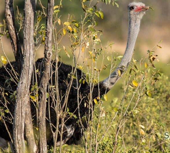 Photo Kerry Lee Roberg Ostrich Final Photo Kerry Lee Roberg Ostrich Final