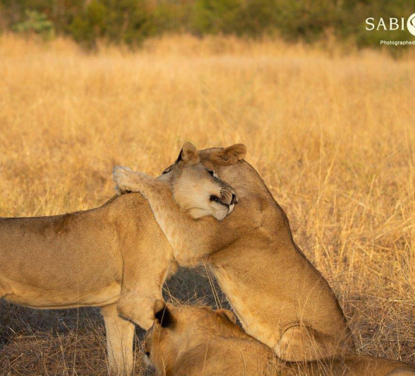 04Louise Murray Sp 06062019 3 Final 04Louise Murray Sp 06062019 3 Final