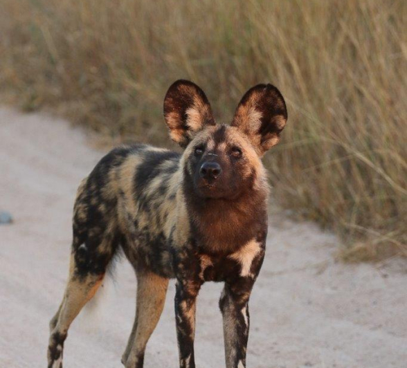 19Steff McWilliam Wild Dogs 05062019 1 Final 19Steff McWilliam Wild Dogs 05062019 1 Final