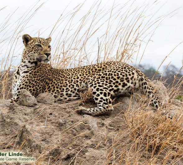 04Kevin Van Der Linde Scotia 10102019 3 Final