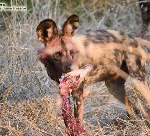 31Ronald Mutero Wild Dog 28102019 4 Final 31Ronald Mutero Wild Dog 28102019 4 Final