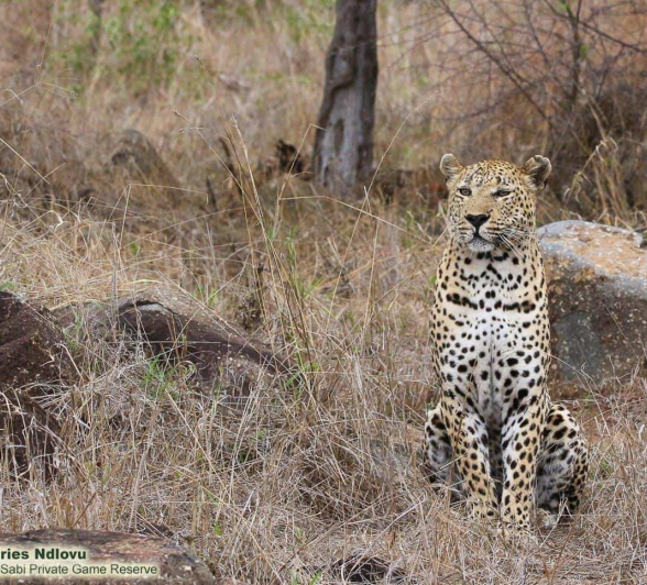 04andries Ndlovu Leopard Maxabeni 171119 1 Final 04andries Ndlovu Leopard Maxabeni 171119 1 Final