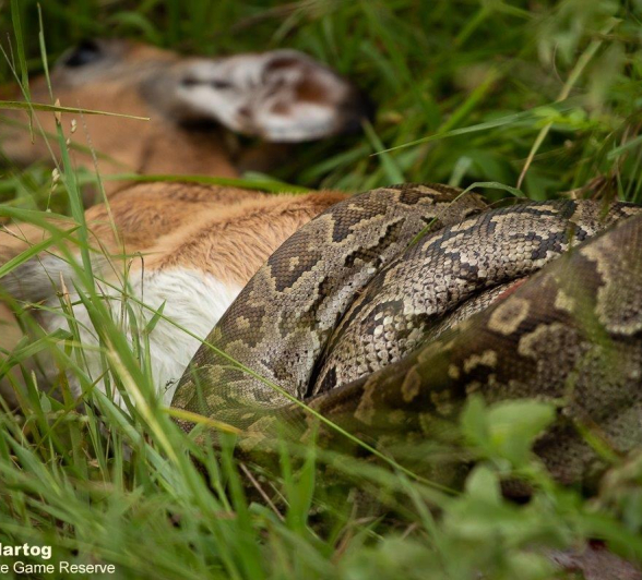 A02David Den Hartog Rock Python 04 01 2022 2 Final A02David Den Hartog Rock Python 04 01 2022 2 Final