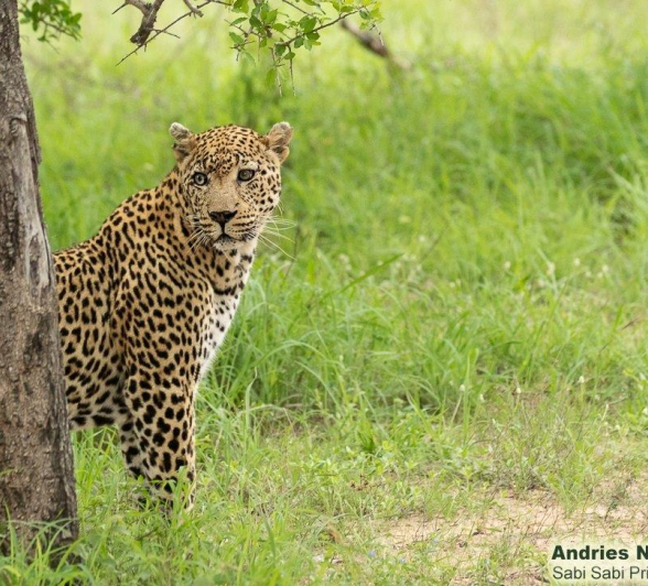 A34Andries Leopard.dayone 061221 1 Final A34Andries Leopard.dayone 061221 1 Final