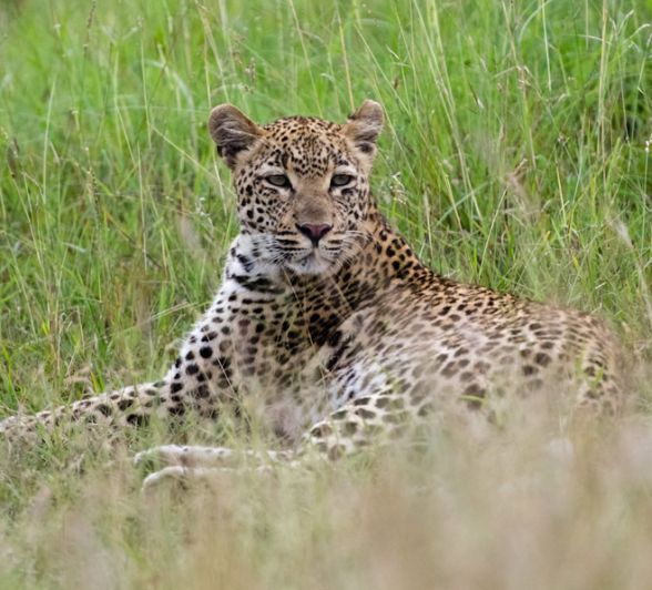 Leopards Mating 2 Leopards Mating 2