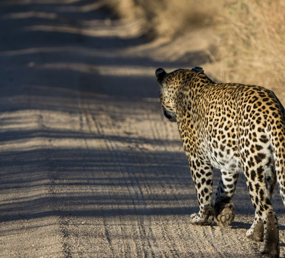 Mahlathini 1 Mahlathini 1