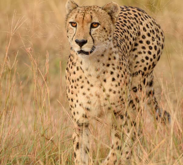 020Mike Palmer Cheetah 2 020Mike Palmer Cheetah 2