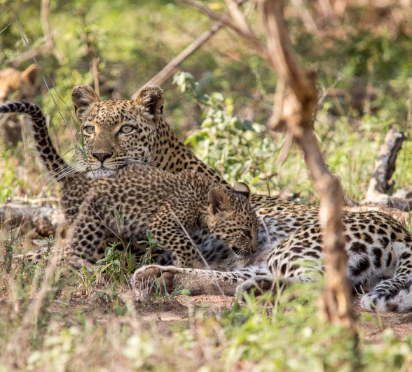 02Franscois Rosslee Lbcman1