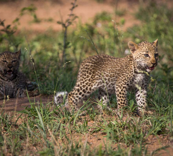 04Franscois Rosslee Lbcman3