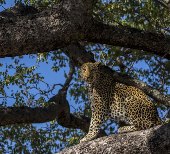 05Kyle Lisbon Queen Of The South 5