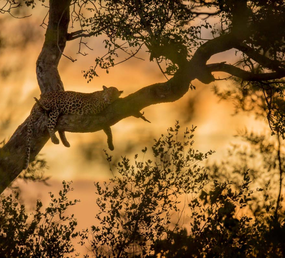 18Pravir Patel Leopard03 120316