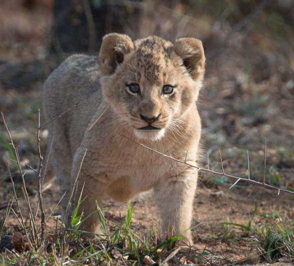 10Terry Ennever SP Cubs 16 8 16 7 10Terry Ennever SP Cubs 16 8 16 7