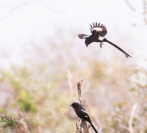 31Frederik Aucamp Giraffe And Magpie Shrikes 07 07 2019 Final 31Frederik Aucamp Giraffe And Magpie Shrikes 07 07 2019 Final