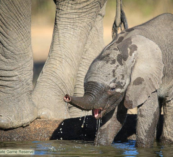 42Ally Ross 20191116 Baby Elephant 02 Final 42Ally Ross 20191116 Baby Elephant 02 Final