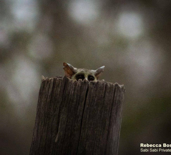 08Rebecca Boshoff BB3 FINAL