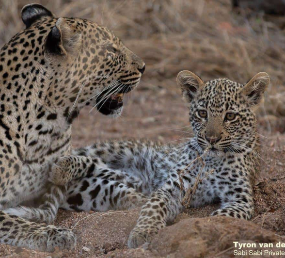 16Tyron Van Der Walt Scotia Aqnd Cub 21092019 7 Final