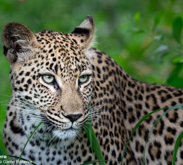 A23ronald Mutero Ntsumi Cub 08122021 3 Final A23ronald Mutero Ntsumi Cub 08122021 3 Final